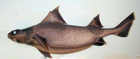 Oxynotus centrina_015